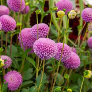 Dahlia pompon Franz Kafka (x1)